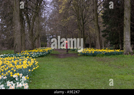 Tourisme Chemin de jardin et la jonquille de printemps de marche, nature, forêt, vert, paysage, arbres en forêt à Thorpe Perrow, Bedale, Noth Yorkshire, UK Banque D'Images