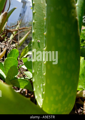 L'aloe vera, Genre : Aloe, essence : vera, l'Aloe Vera est une plante qui a été utilisé pour guérir la peau pendant plus de 2000 ans en médecine ayurvédique Banque D'Images