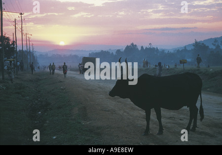 Moody shot of cow standing dans la route misty Ethiopie Banque D'Images