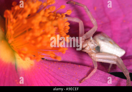 Thomisus onustus . Thomiisidae araignée crabe blanc Cistus albidus sur en attente de fleurs fr une proie des pollinisateurs Banque D'Images