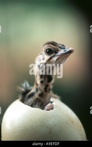 Chick autruche d'un oeuf à couver Botswana Banque D'Images