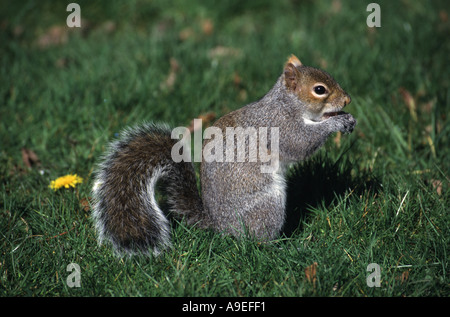 L'écureuil gris Sciurus carolinensis, l'alimentation, sur le sol, au Royaume-Uni. Banque D'Images