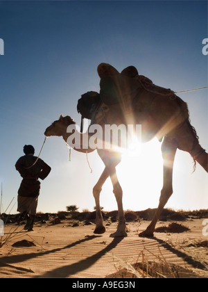 La silhouette du chameau guide voyage désert du Sahara en Mauritanie Banque D'Images