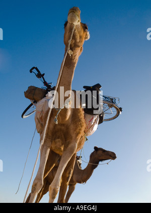 Des chameaux transportant un vélo et d'autres bagages sur un trek à travers le désert du Sahara en Mauritanie Afrique de l'Ouest Banque D'Images