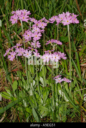 Birds Eye Primrose Primula farinosa Upper Teesdale County Durham Banque D'Images