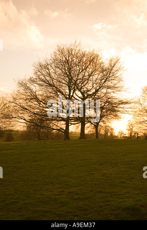 Oak Tree in Winter Sunset Banque D'Images