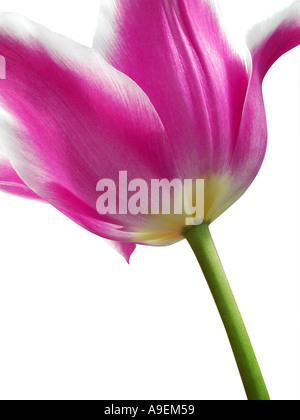 Nom commun Nom latin Tulip Tulipa Banque D'Images