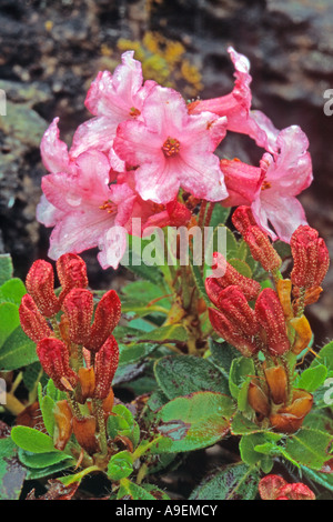 Hairy Alpen Rose (Rhododendron hirsutum), la floraison Banque D'Images