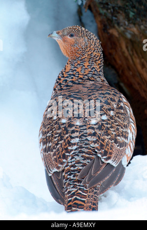 Grand Tétras (Tetrao urogallus), femelle sur la neige Banque D'Images