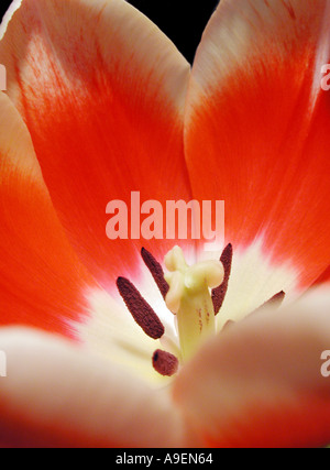 Nom commun Nom latin Tulip Tulipa Banque D'Images