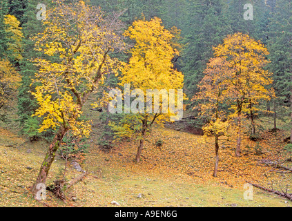 L'Érable, sycomore (Acer pseudoplatanus) en couleurs de l'automne à la vallée Enger Grund Banque D'Images