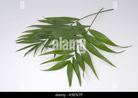 Parlor Palm (Chamaedorea elegans), frondes, studio photo Banque D'Images