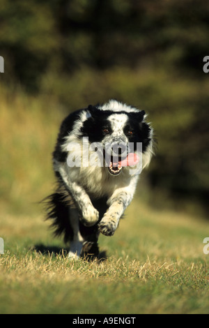 Border Collie (Canis lupus familiaris), homme en marche vers l'appareil photo Banque D'Images