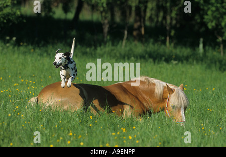 Dalmatien (Canis lupus familiaris) sautant au dessus d'un menteur Haflinger le cheval (Equus caballus) Banque D'Images