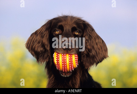 L'allemand poil long Pointeur (Canis lupus familiaris), dog with ball Banque D'Images