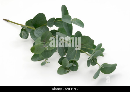 La gomme de cidre, Gunnil (Eucalyptus gunnii), des rameaux, studio photo Banque D'Images
