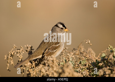 Bruant à couronne blanche, adulte Banque D'Images