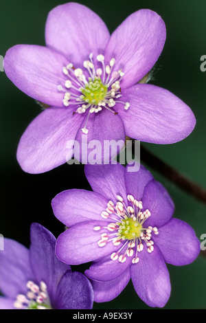 Hepatica nobilis Hepatica (commune), fleurs Banque D'Images