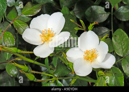Rose (Rosa cultivar), variété : Escimo, la floraison Banque D'Images