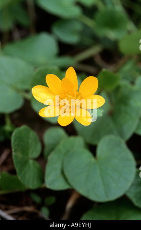 Chélidoine, moindre chélidoine, Pilewort (Ranunculus ficaria), la floraison Banque D'Images