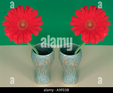 'Gerbera rouge deux tiges florales' dans un vase Banque D'Images