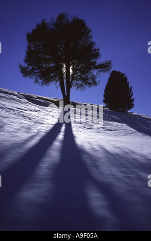 De longues ombres projetées par les arbres dans la silhoutte of mountain range at Sunset, Val Gardena (Groden), Dolomites, Italie, Europe. Banque D'Images