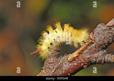 Tussock pâle, les feux arrière (Dasychira pudibunda Calliteara pudibunda,), Caterpillar Banque D'Images