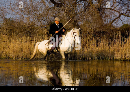 Paysan français sur le cheval blanc de Camargue, dans le sud de la France Banque D'Images