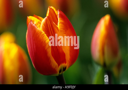 Tulip (Tulipa sp.), la variété : Flair, fleurs Banque D'Images