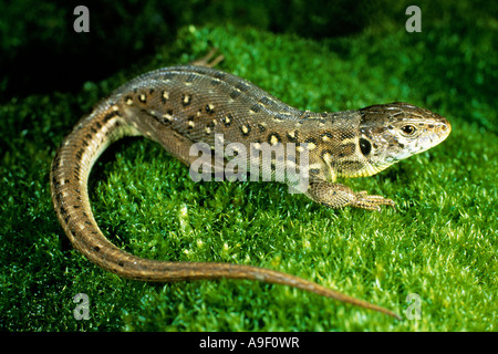 Sand lizard (Lacerta agilis) sur mousse Banque D'Images