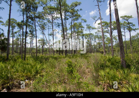 Le palmetto de scie Serenoa repens Corkscrew Swamp - Floride - USA - Banque D'Images