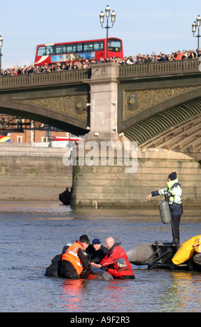 Une bouteille du nord-nosed whale est échoué dans la Tamise pour la ramener à la mer ouverte, Londres, 21 Janvier 2006 Banque D'Images