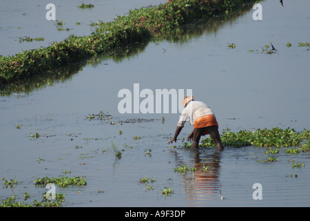 Un agriculteur de plantes jacinthe efface sa rizière dans les Backwaters près de Alappuzha (Alleppey), Kerala, Inde du Sud Banque D'Images