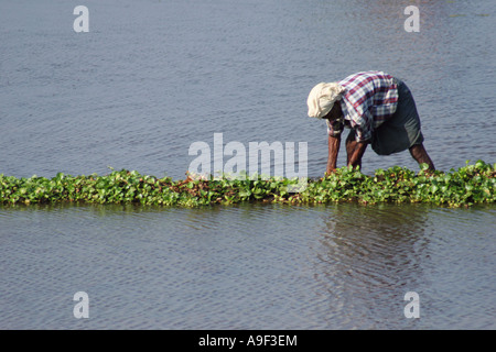Un agriculteur fait de petits jacinthe de diguettes dans son champ de riz dans les Backwaters près de Alappuzha (Alleppey), Kerala, Inde du Sud Banque D'Images