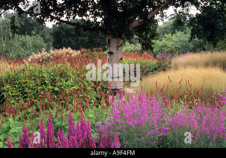 Pensthorpe Graminées Deschampsia Goldtau jardin du millénaire Persicaria Astilbe Piet Oudolf Lythrum garden design Banque D'Images