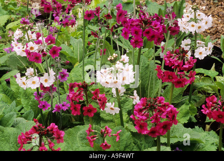 Primula japonica 'Miller's Crimson' et 'Postford White', primevères candélabres, jardin plante, drift, crimson et de fleurs blanches Banque D'Images