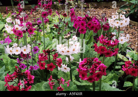 Primula japonica 'Miller's Crimson' et 'Postford White', primevères candélabres, jardin plante, drift, crimson et fleurs blanches p Banque D'Images