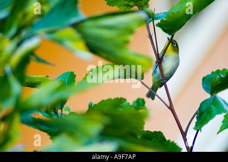 L'œil blanc du japon (Zosterops japonicus ou japonica) sur l'île de Maui, Hawaii Banque D'Images