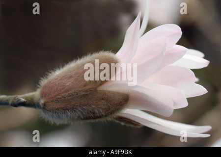 Star - Magnolia Magnolia stellata rosea Banque D'Images