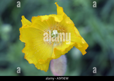 Welsh Poppy Meconopsis cambrica - Banque D'Images