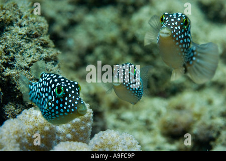 Trois hawaiian whitespotted toby sur l'île Maui, Hawaii Banque D'Images