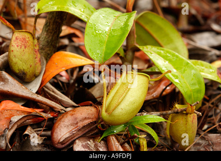 Asie, Bornéo, Malaisie, Sarawak, la sarracénie pourpre (Nepenthes ampullaria) Banque D'Images