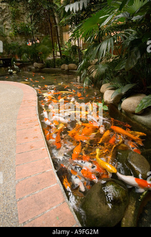 Les étangs de carpes à l'intérieur d'un centre commercial Utama à Bandar Utama Selangor près de Kuala Lumpur Banque D'Images