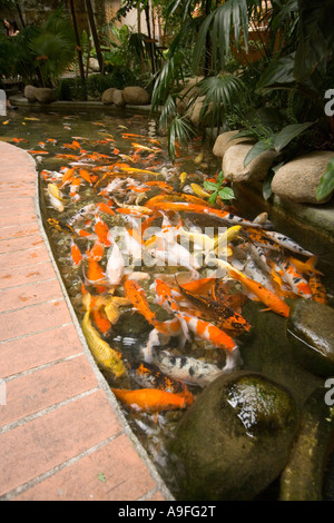 Les étangs de carpes à l'intérieur d'un centre commercial Utama à Bandar Utama Selangor près de Kuala Lumpur Banque D'Images