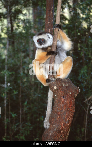 Diademed sifaka, diadème sifaka (Propithecus diadema), en se tenant les tronc d'arbre, Madagascar Banque D'Images
