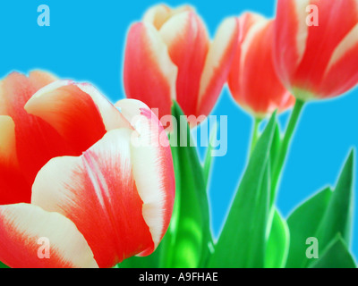 Nom commun Nom latin Tulip Tulipa Banque D'Images