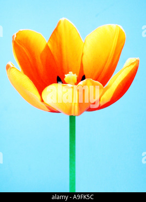 Nom commun Nom latin Tulip Tulipa Banque D'Images