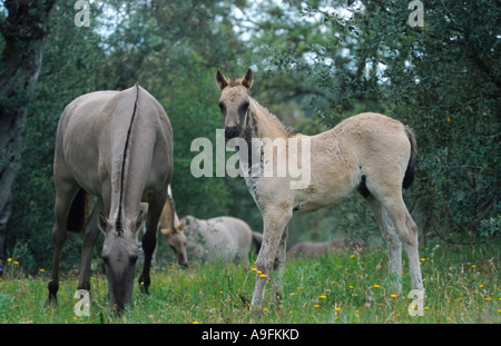 Sorraia (Equus przewalskii f. caballus), poulain standing on meadow Banque D'Images