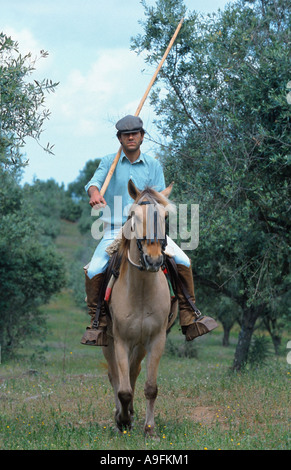Sorraia (Equus przewalskii f. caballus), avec rider, debout sur meadow Banque D'Images