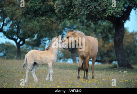 Sorraia (Equus przewalskii f. caballus), mare avec poulain Banque D'Images